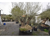 Dubbel trunk old skin - olive tree - afbeelding 2 van  7