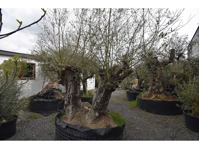 Dubbel trunk old skin - olive tree - afbeelding 3 van  7