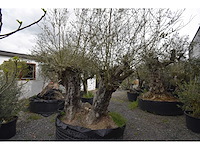 Dubbel trunk old skin - olive tree - afbeelding 3 van  7