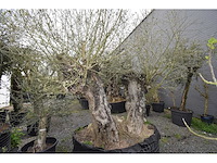 Dubbel trunk old skin - olive tree - afbeelding 4 van  7
