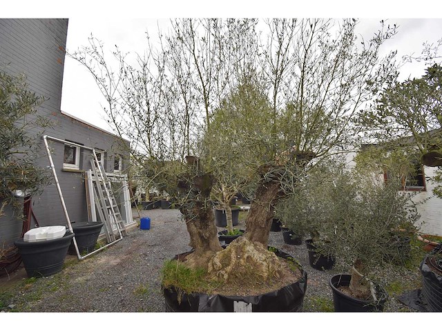 Dubbel trunk old skin - olive tree - afbeelding 5 van  7