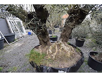Dubbel trunk old skin - olive tree - afbeelding 6 van  7