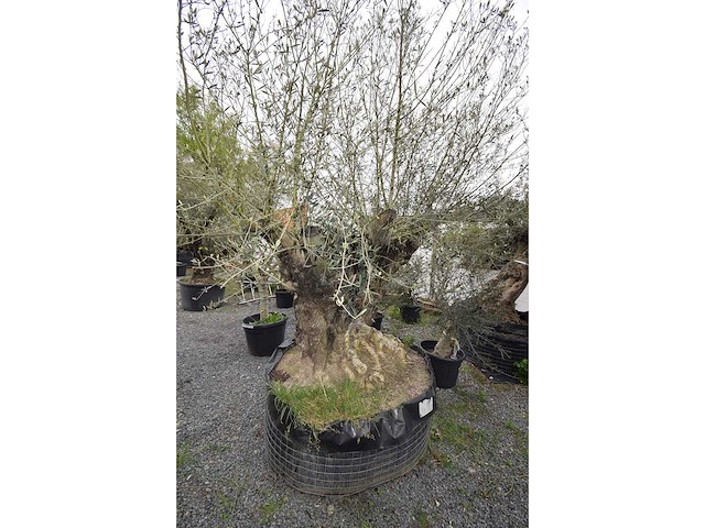 Dubbel trunk old skin - olive tree - afbeelding 7 van  7