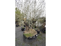 Dubbel trunk old skin - olive tree - afbeelding 7 van  7
