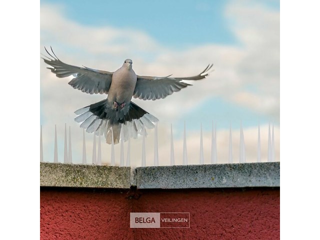 Duivenpinnen - afbeelding 1 van  5