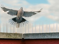 Duivenpinnen - afbeelding 1 van  5