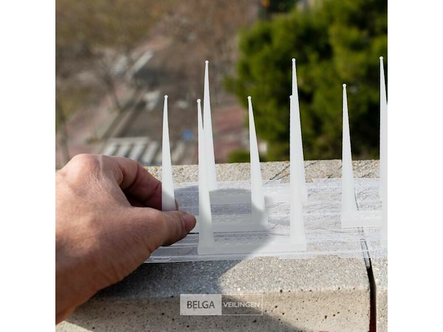 Duivenpinnen - afbeelding 4 van  5