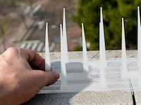 Duivenpinnen - afbeelding 4 van  5