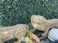 Duo van twee leeuwen in limestone. - afbeelding 3 van  4