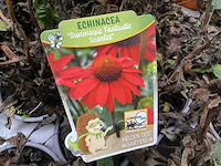 Echinacea (100x) - afbeelding 1 van  2