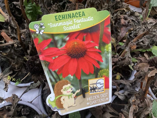Echinacea (100x) - afbeelding 1 van  2