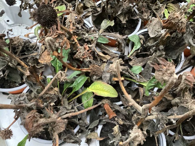 Echinacea (100x) - afbeelding 2 van  2