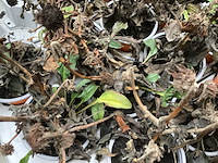 Echinacea (100x) - afbeelding 2 van  2