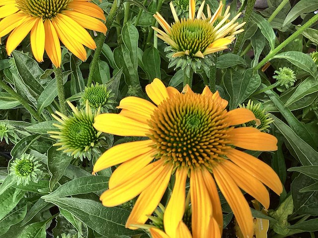Echinacea (30) - afbeelding 1 van  5
