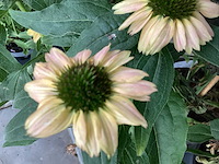 Echinacea (30) - afbeelding 2 van  5