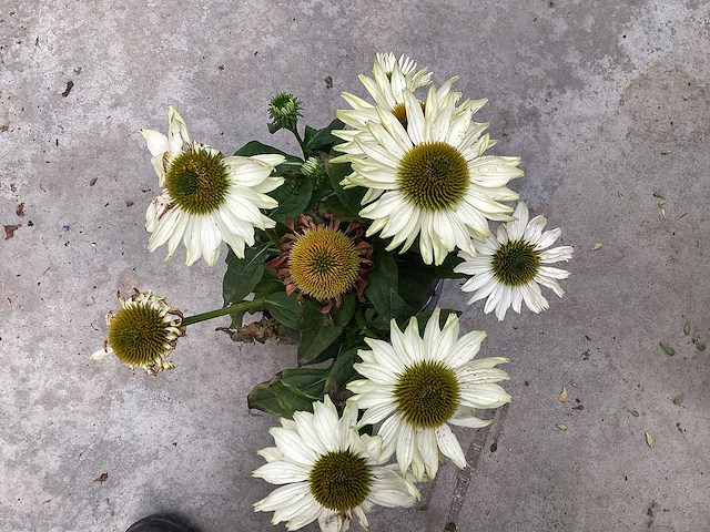 Echinacea (30) - afbeelding 3 van  5