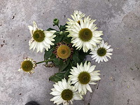 Echinacea (30) - afbeelding 3 van  5