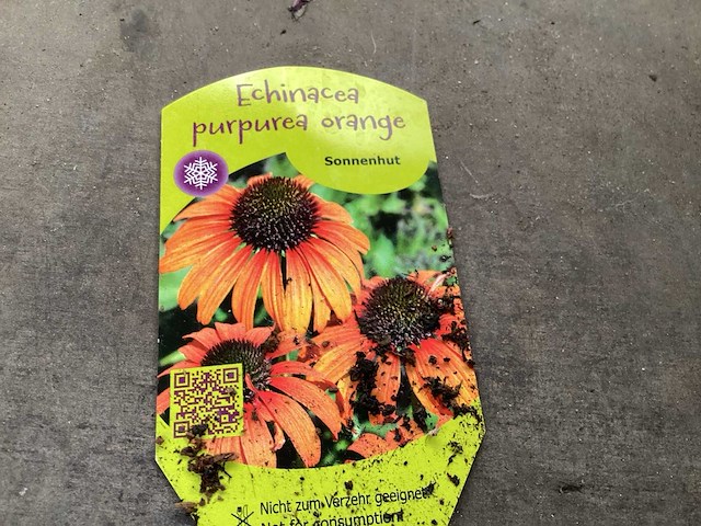 Echinacea (30) - afbeelding 4 van  5