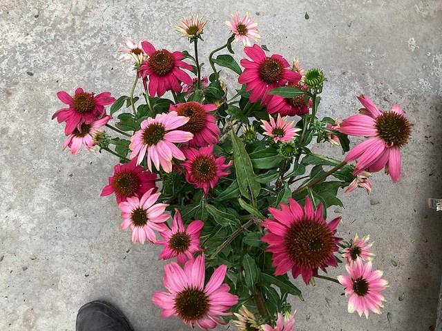 Echinacea (30) - afbeelding 5 van  5
