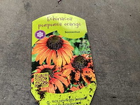 Echinacea (30) - afbeelding 2 van  3