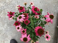 Echinacea (30) - afbeelding 3 van  3