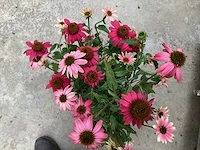 Echinacea (30) - afbeelding 5 van  5