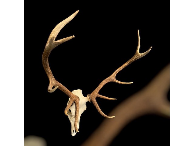 Edelhert - schedel met gewei - afbeelding 1 van  6