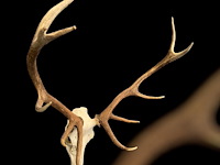 Edelhert - schedel met gewei - afbeelding 1 van  6