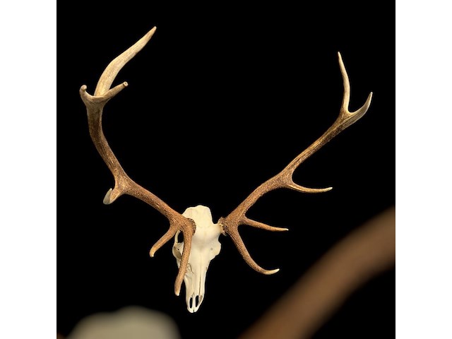 Edelhert - schedel met gewei - afbeelding 2 van  6