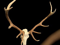 Edelhert - schedel met gewei - afbeelding 2 van  6