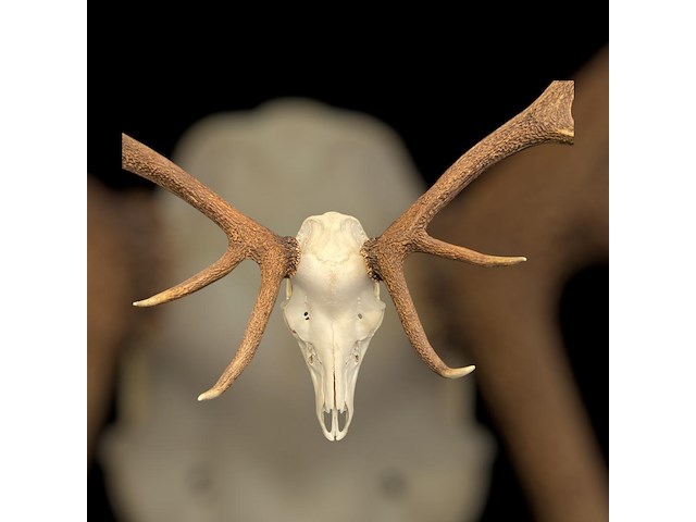 Edelhert - schedel met gewei - afbeelding 3 van  6