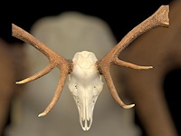 Edelhert - schedel met gewei - afbeelding 3 van  6