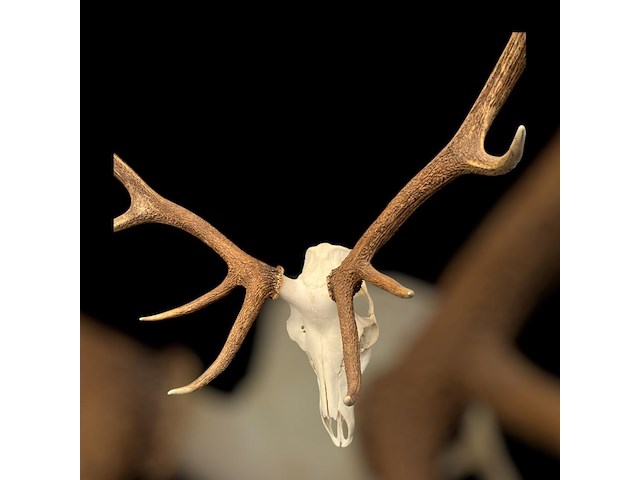 Edelhert - schedel met gewei - afbeelding 4 van  6