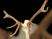 Edelhert - schedel met gewei - afbeelding 4 van  6