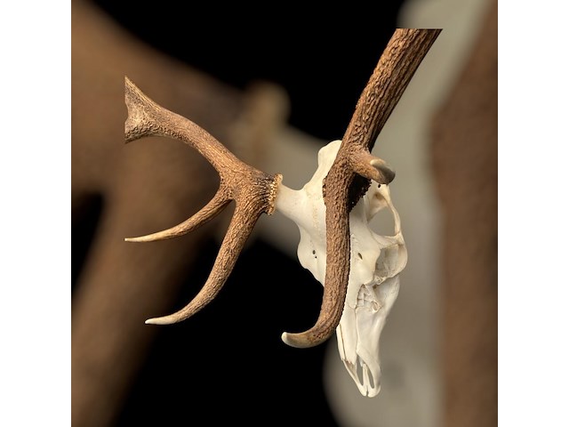 Edelhert - schedel met gewei - afbeelding 5 van  6