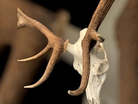 Edelhert - schedel met gewei - afbeelding 5 van  6