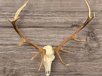 Edelhert - schedel met gewei - afbeelding 6 van  6