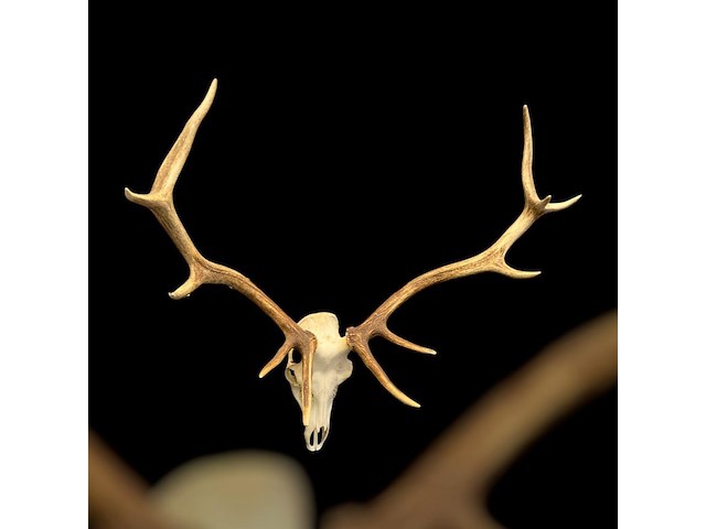 Edelhert - schedel met gewei - afbeelding 1 van  6