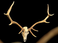 Edelhert - schedel met gewei - afbeelding 1 van  6