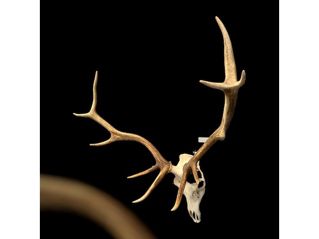 Edelhert - schedel met gewei - afbeelding 2 van  6