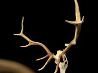Edelhert - schedel met gewei - afbeelding 2 van  6