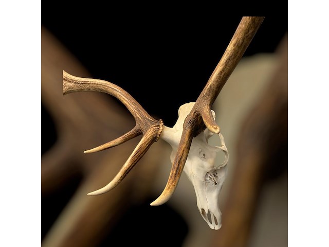 Edelhert - schedel met gewei - afbeelding 3 van  6