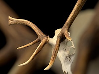 Edelhert - schedel met gewei - afbeelding 3 van  6