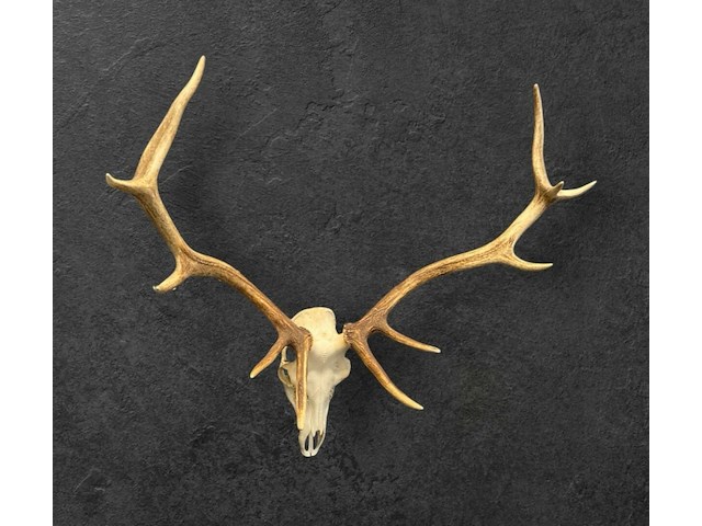 Edelhert - schedel met gewei - afbeelding 4 van  6