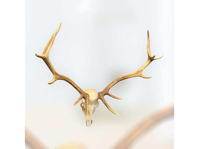Edelhert - schedel met gewei - afbeelding 5 van  6