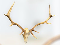 Edelhert - schedel met gewei - afbeelding 5 van  6