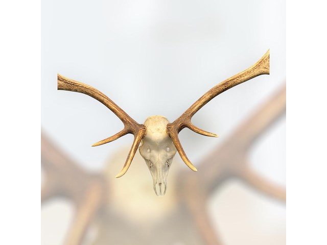 Edelhert - schedel met gewei - afbeelding 6 van  6