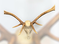 Edelhert - schedel met gewei - afbeelding 6 van  6