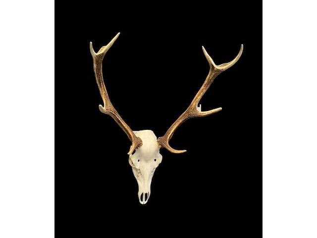 Edelhert - schedel met gewei - afbeelding 1 van  5