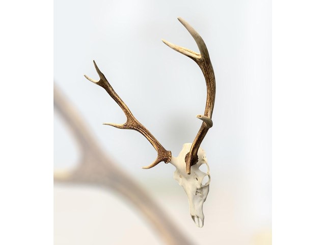 Edelhert - schedel met gewei - afbeelding 2 van  5